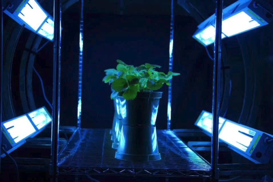Strawberry in UV Light UV light preserving strawberries