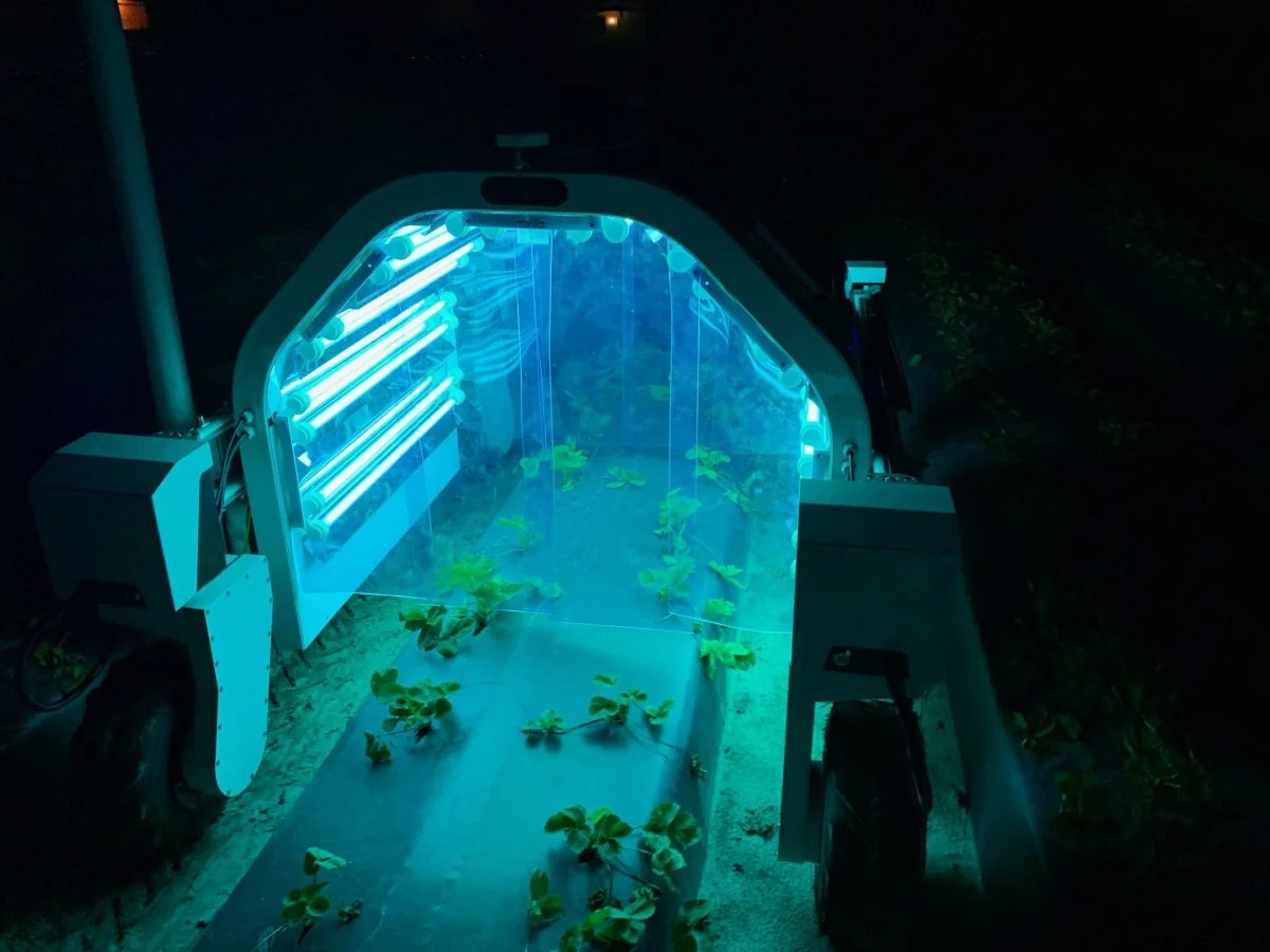 UV Light in Green House UV light preserving strawberries