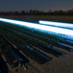 How Ultraviolet Light Can Help Save Strawberries