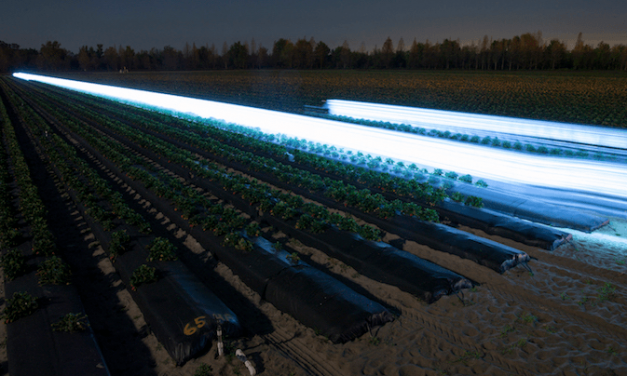 How Ultraviolet Light Can Help Save Strawberries
