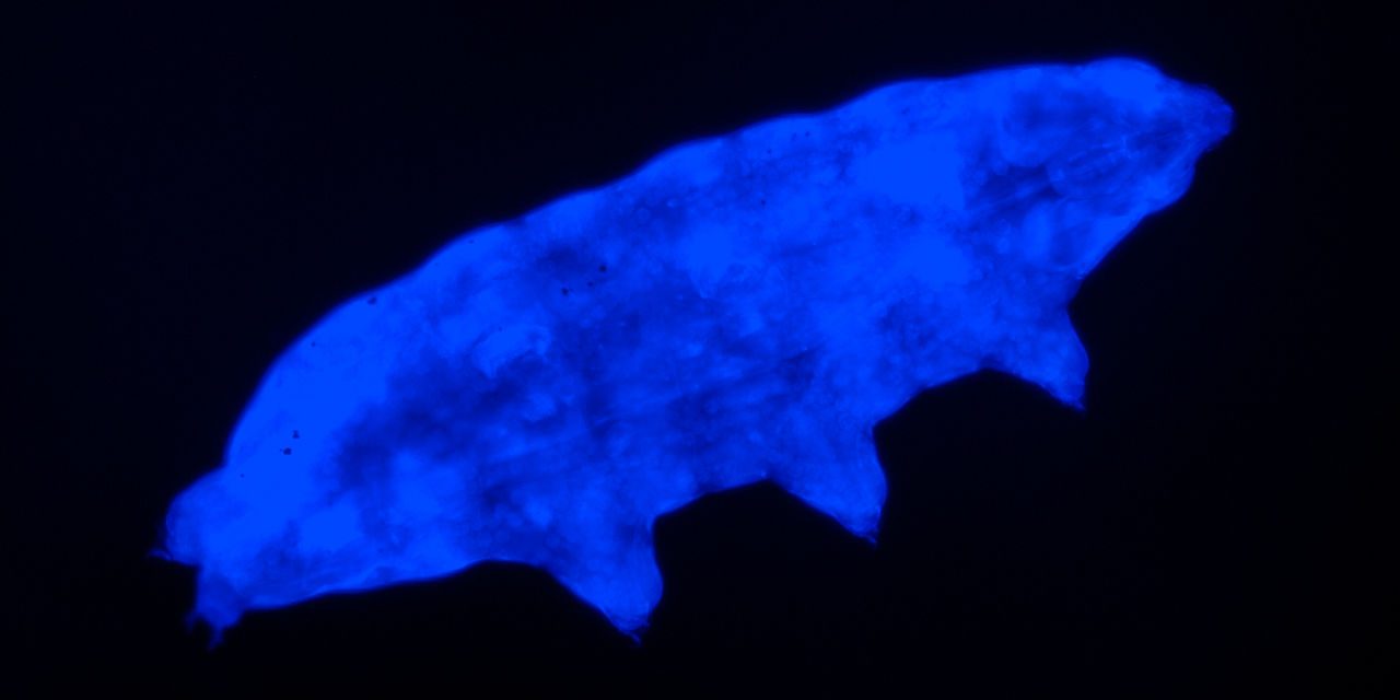Water bear’s fluorescent ‘shield’ UV radiation
