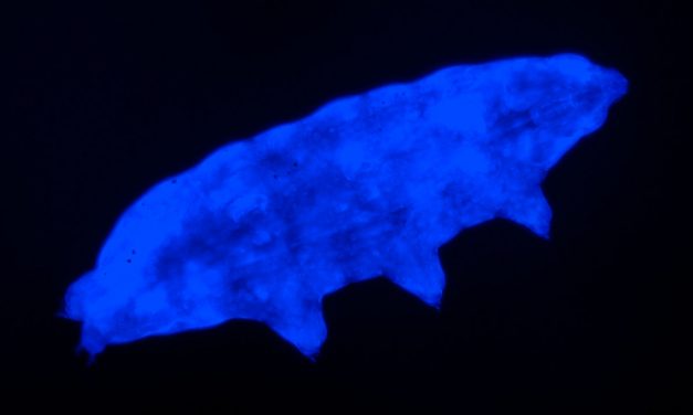 Water bear’s fluorescent ‘shield’ UV radiation
